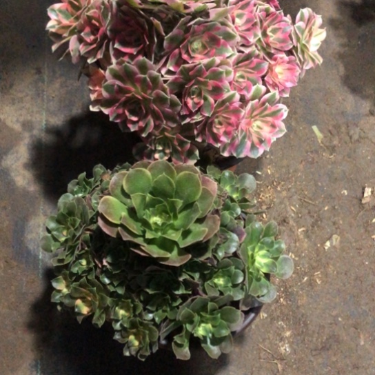 彗***星无花朵221号两颗法师多肉植物