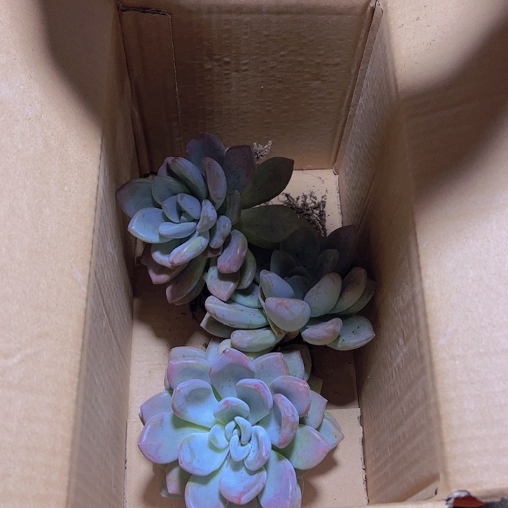 小奥普琳娜装箱（包邮不包损）