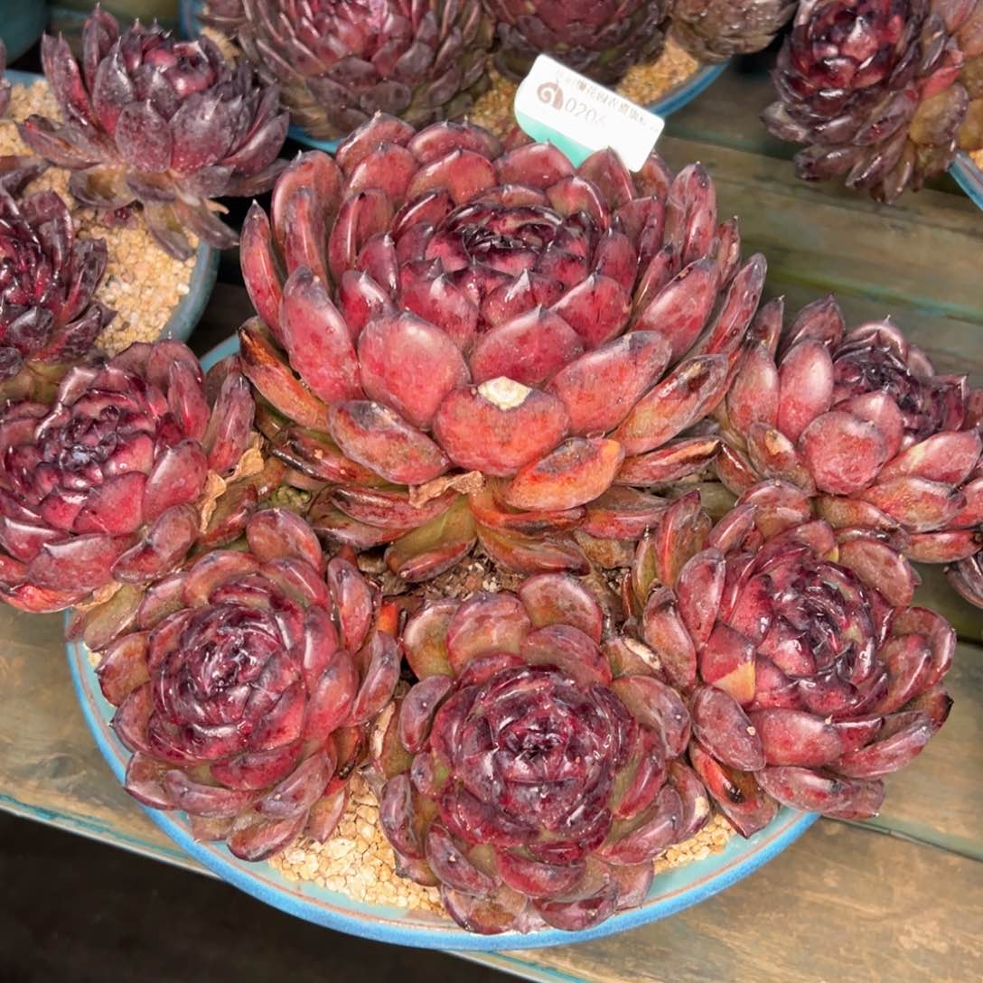 从前慢多肉精选编号0206.28带盆