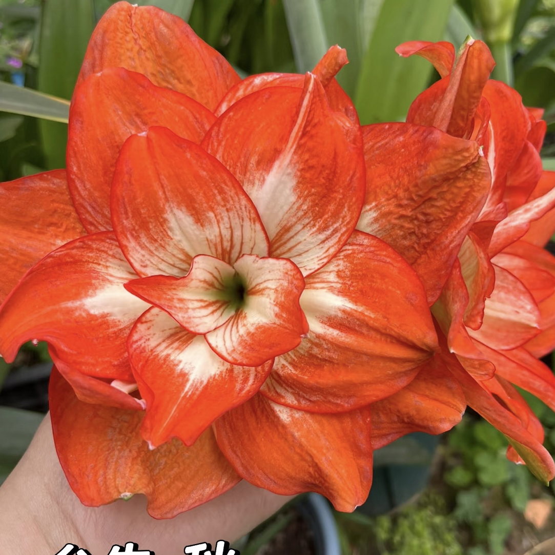 台朱 秋朱顶红包对版种球大球室内外盆栽花卉四季开花好养活