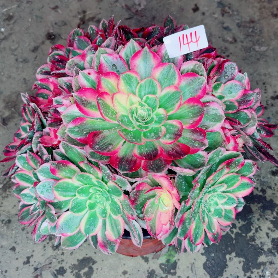 144荔枝变异貂蝉多肉植物