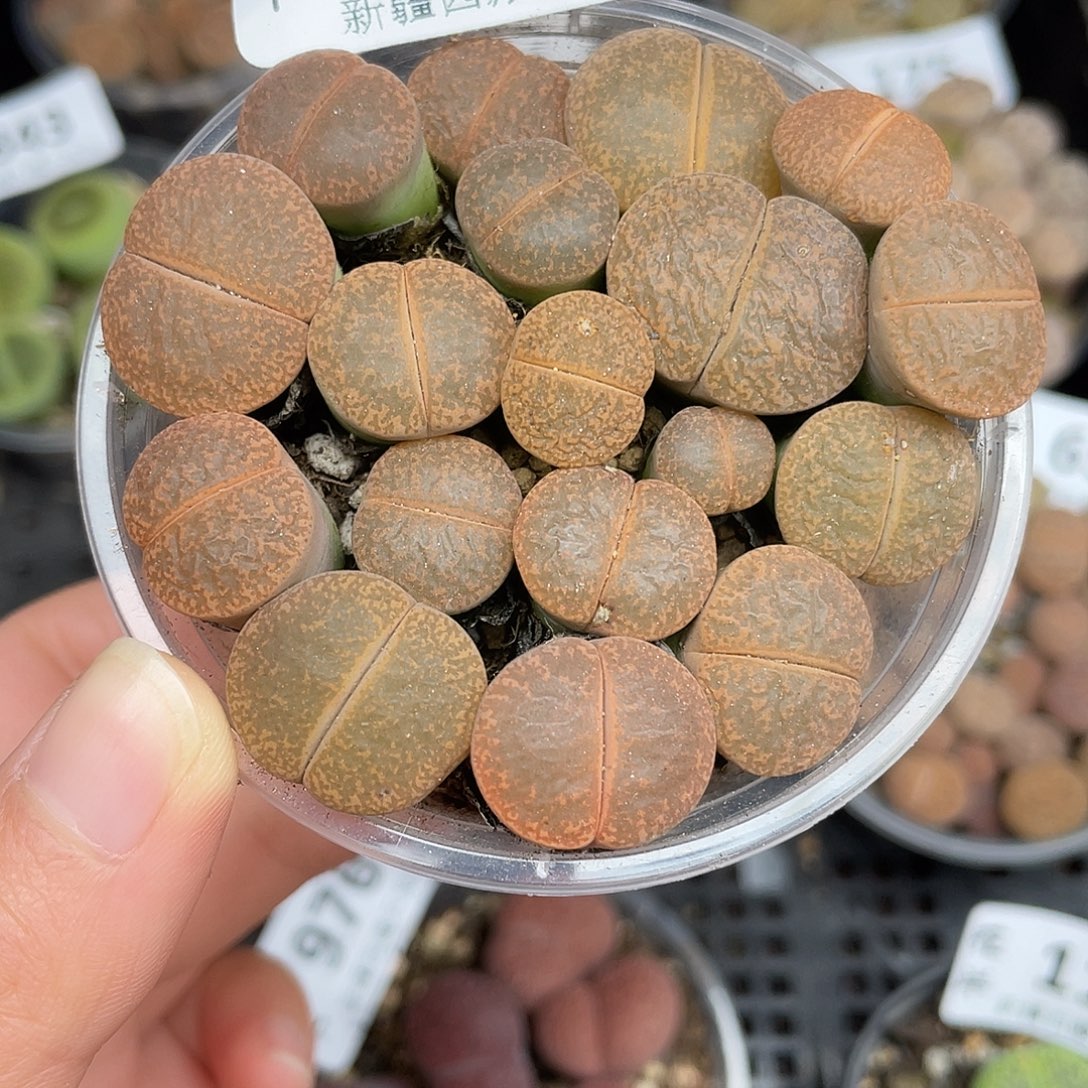 934000000花花花花花花花