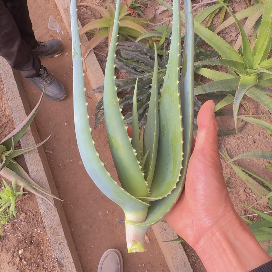 C***哇块根植物块根植物