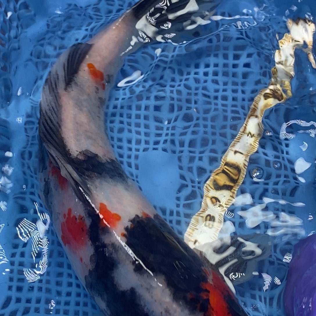 锦鲤冷水锦鲤包邮