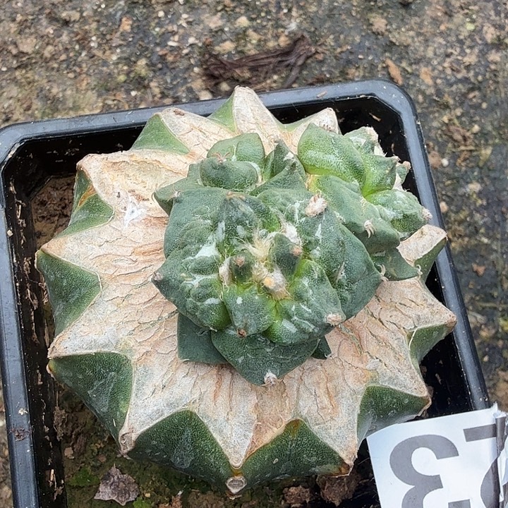 无花朵123大尤怒涛群东三