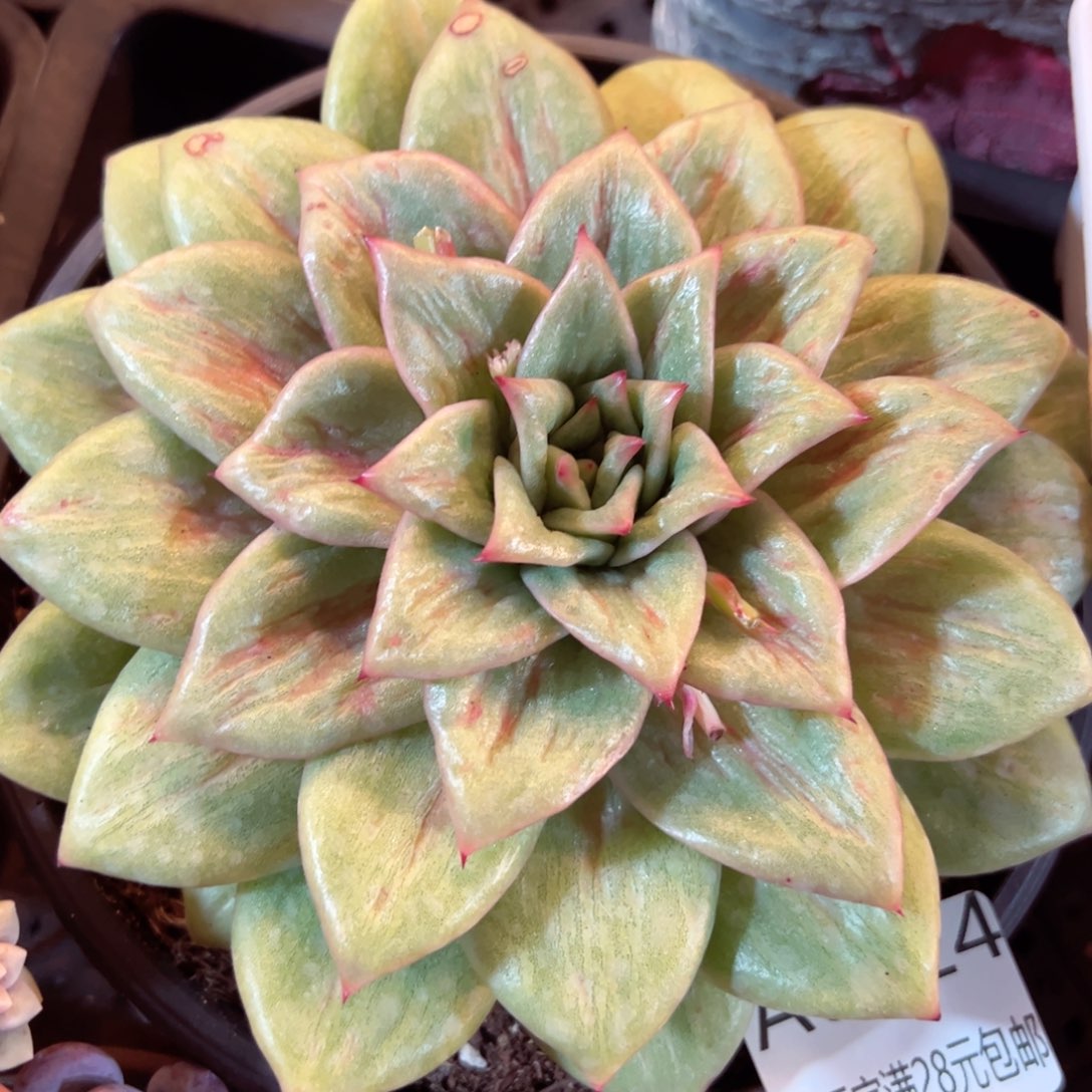 幸运的是我的朋友们都是