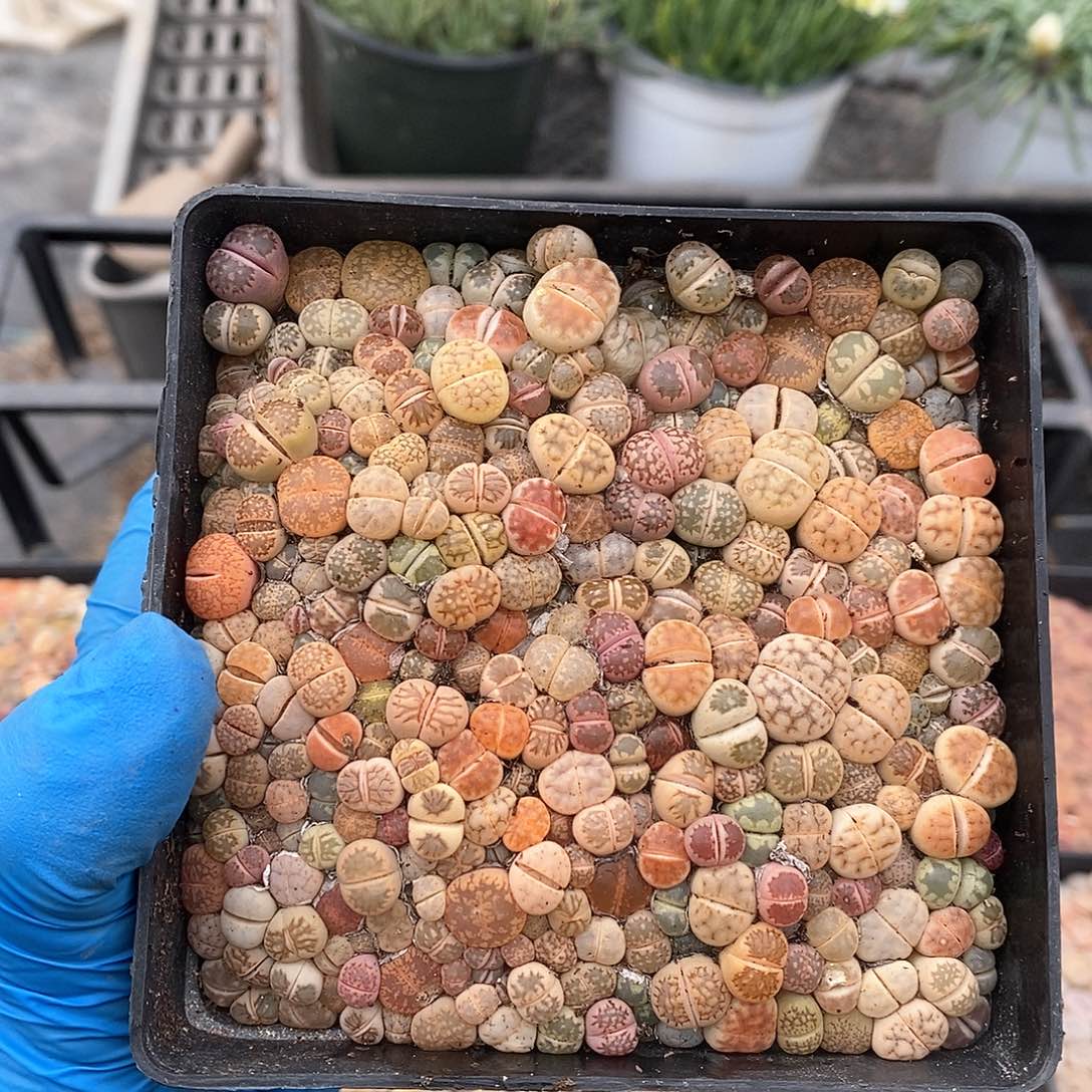 踏***?588 生石花彩套 带盆土