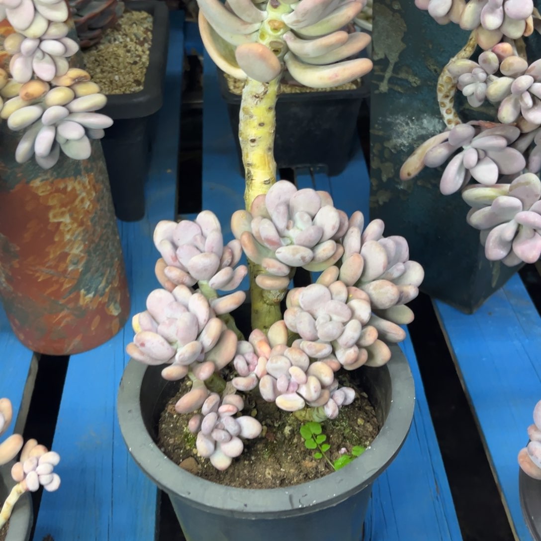 小雨多肉一物一拍橙雪球