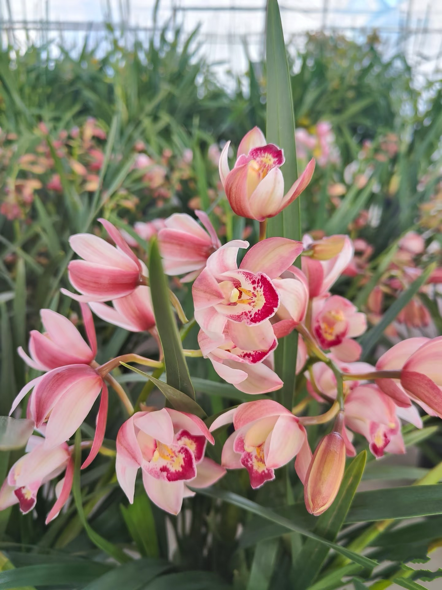 【如意】大花蕙兰高端室内盆栽好养年宵花绿植花卉梦香兰花直播间
