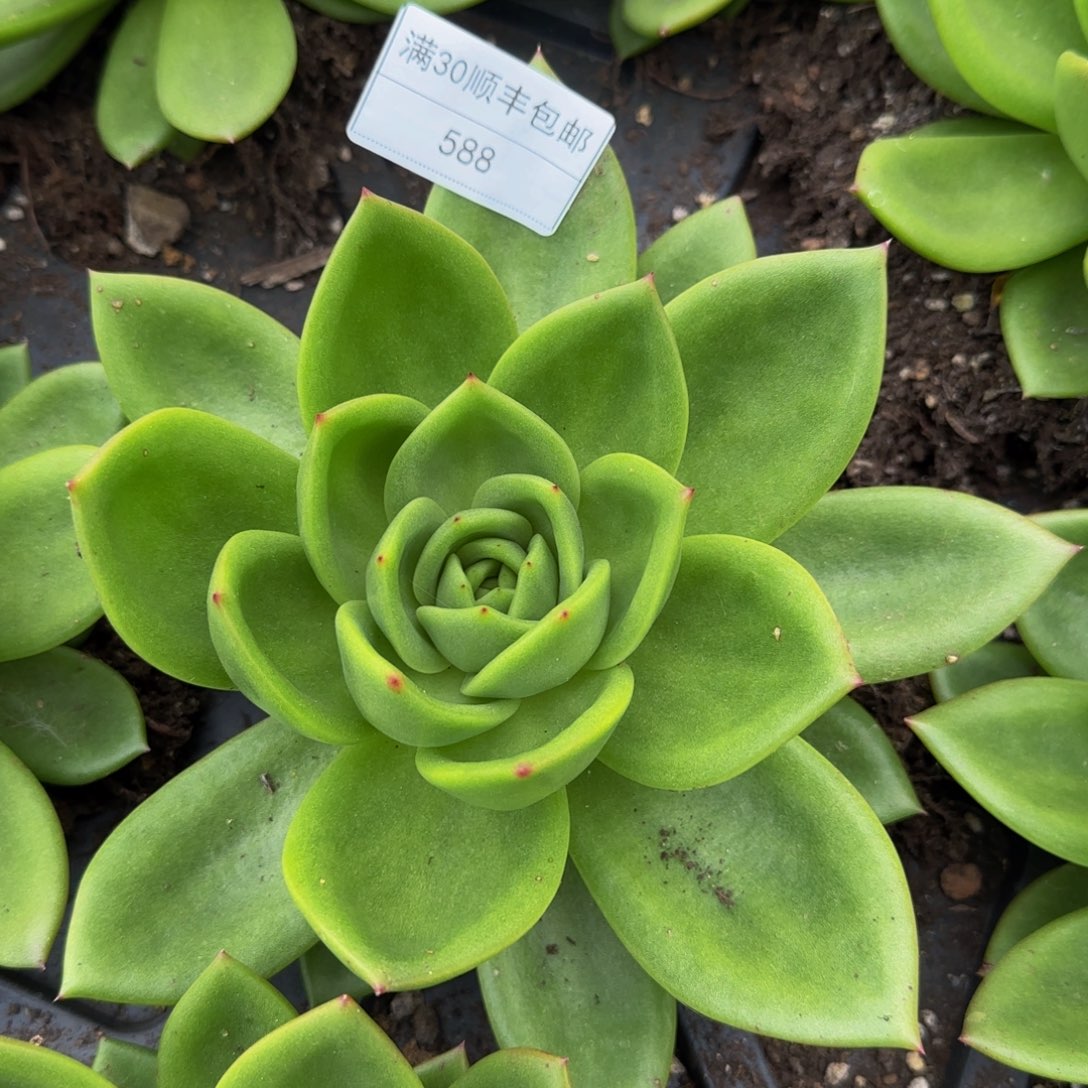 588翠花多头单头18cm