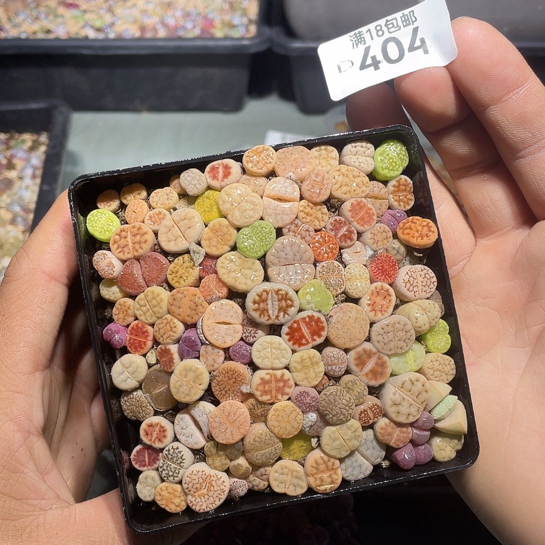 404当天凑满十八元包邮生石花