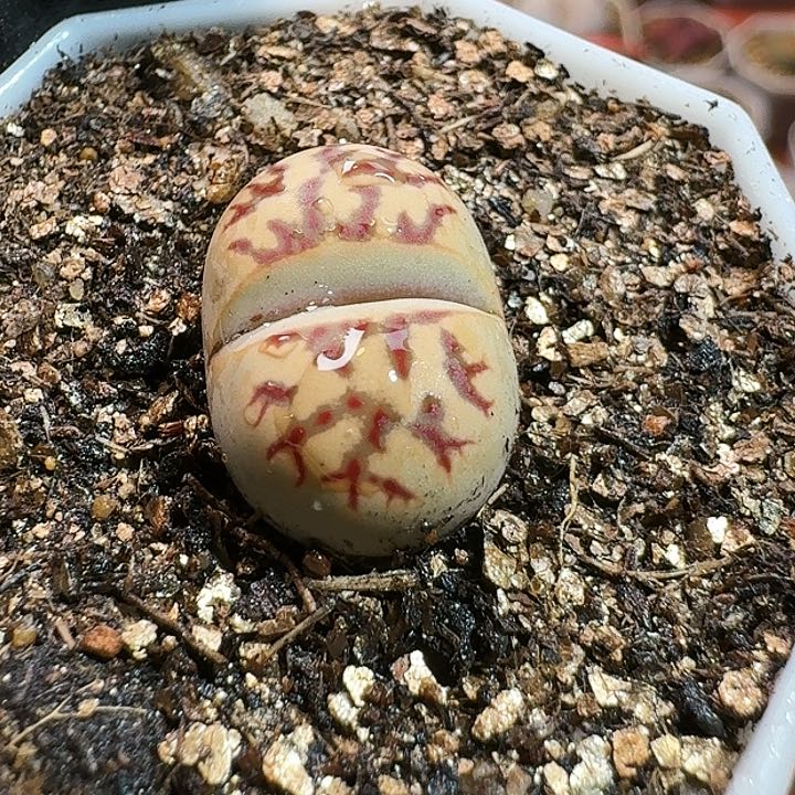 生石花114444。 279