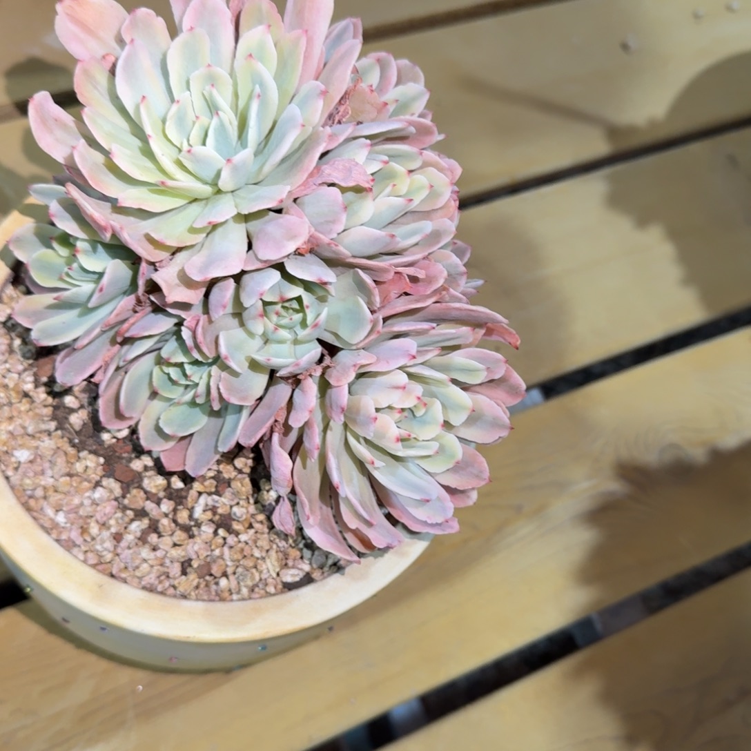 多肉植物锦的链接