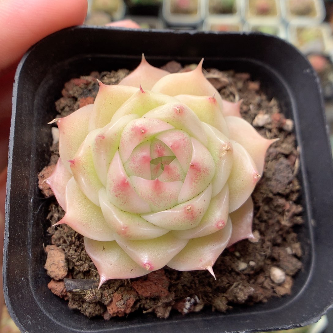 C137y y y y y y y y