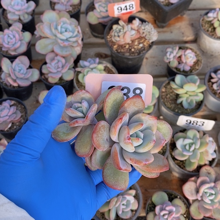 ****o938奶茶一颗111111