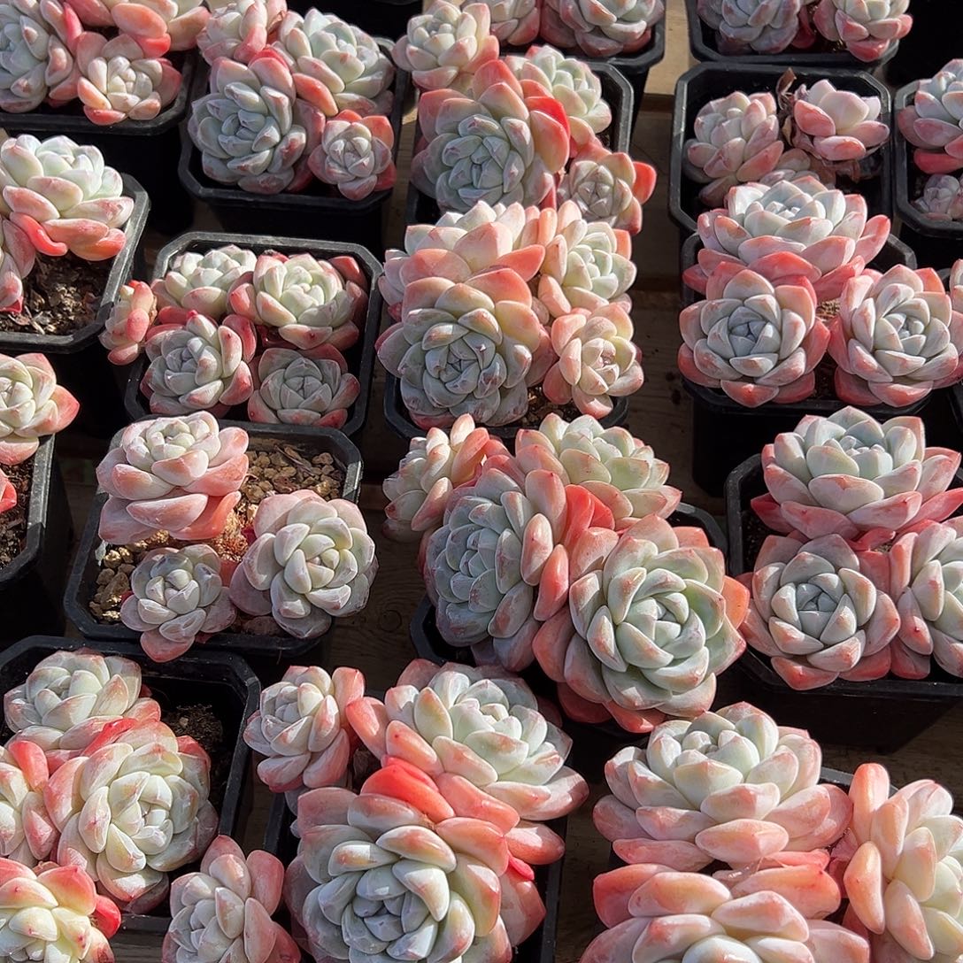 2颗，可选哈哈哈哈哈