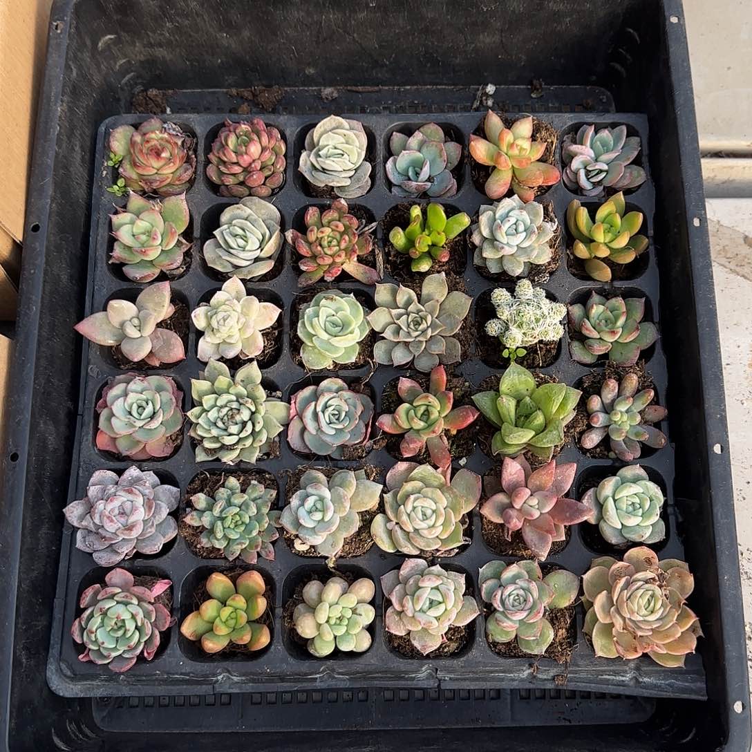 40颗多肉植物2-4厘米 25个品种以上
