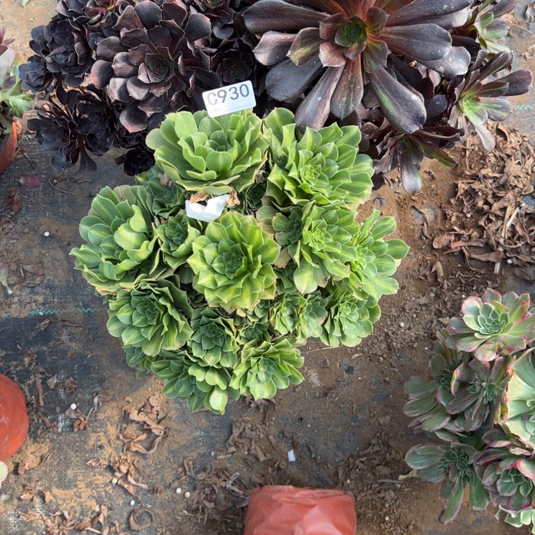 930三颗组合多肉植物