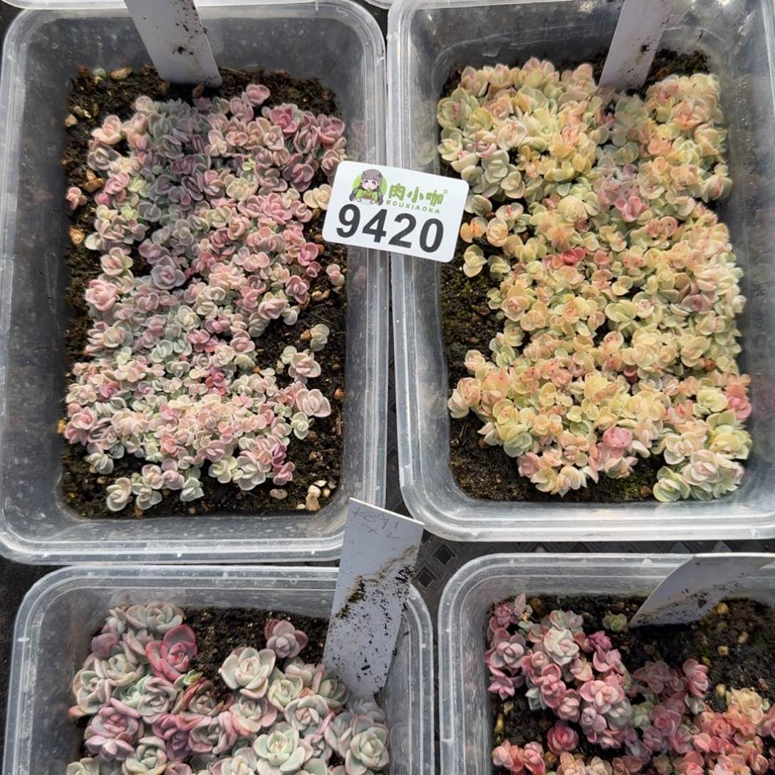 菜***！多肉植物多肉植物