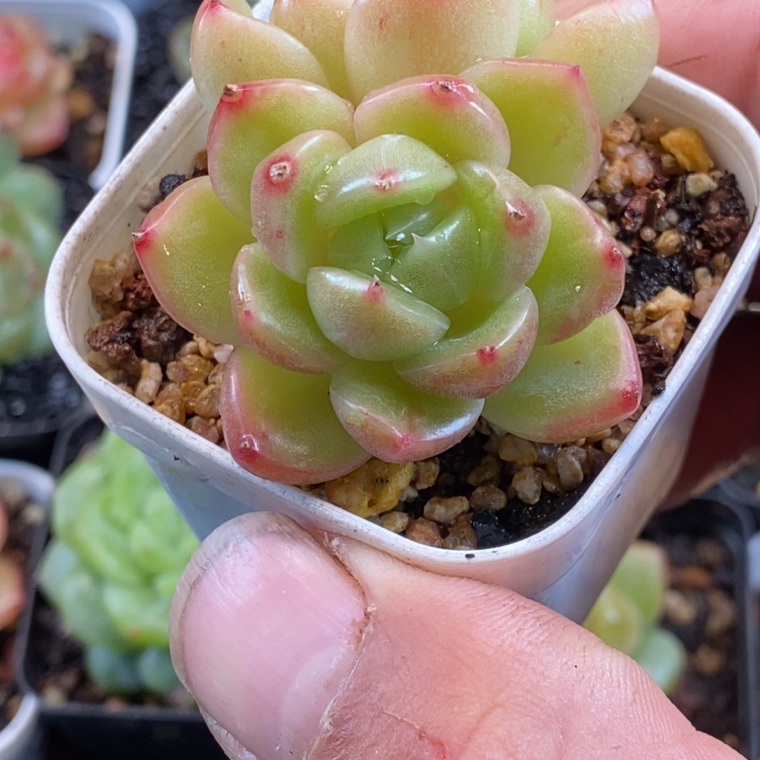 他刚才给百无禁忌