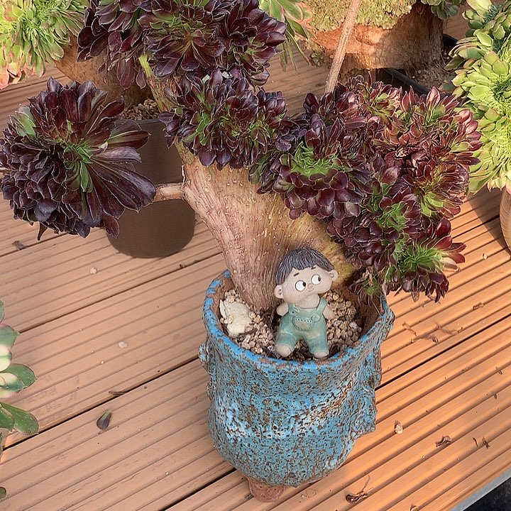 欧若拉缀脱土发货啊