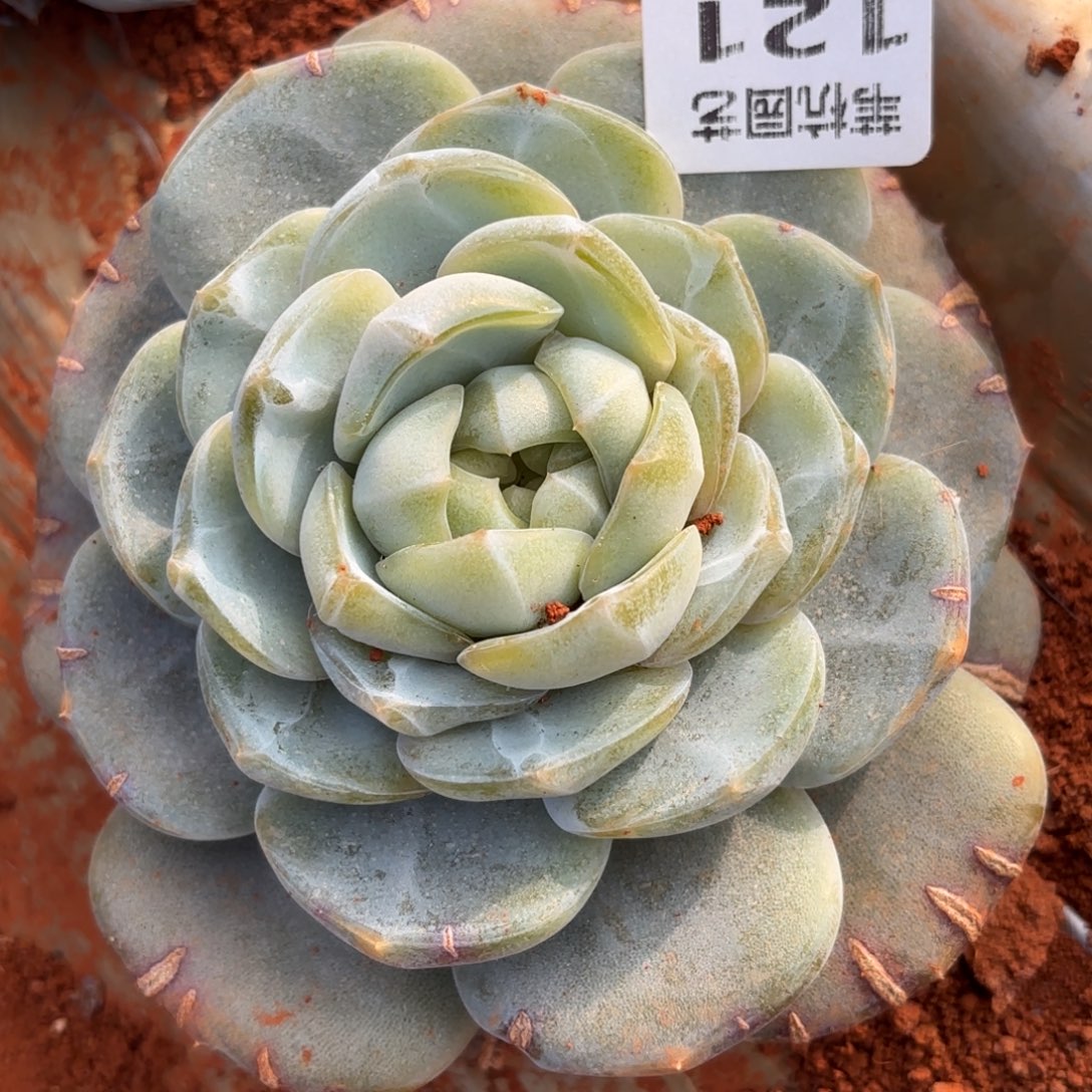 ـ***▗121啊我的天啊我的神
