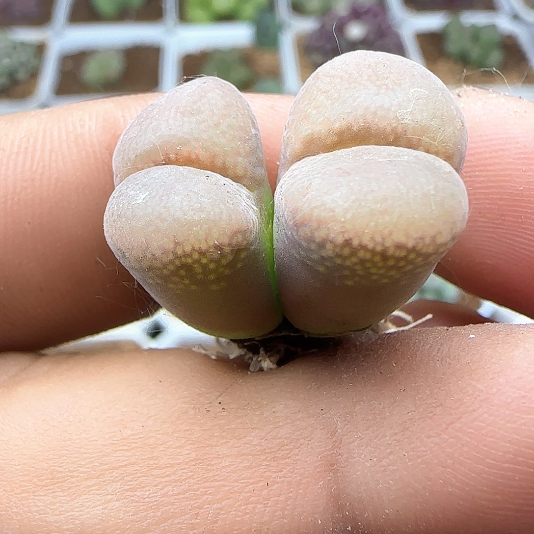 大紫红风铃37212