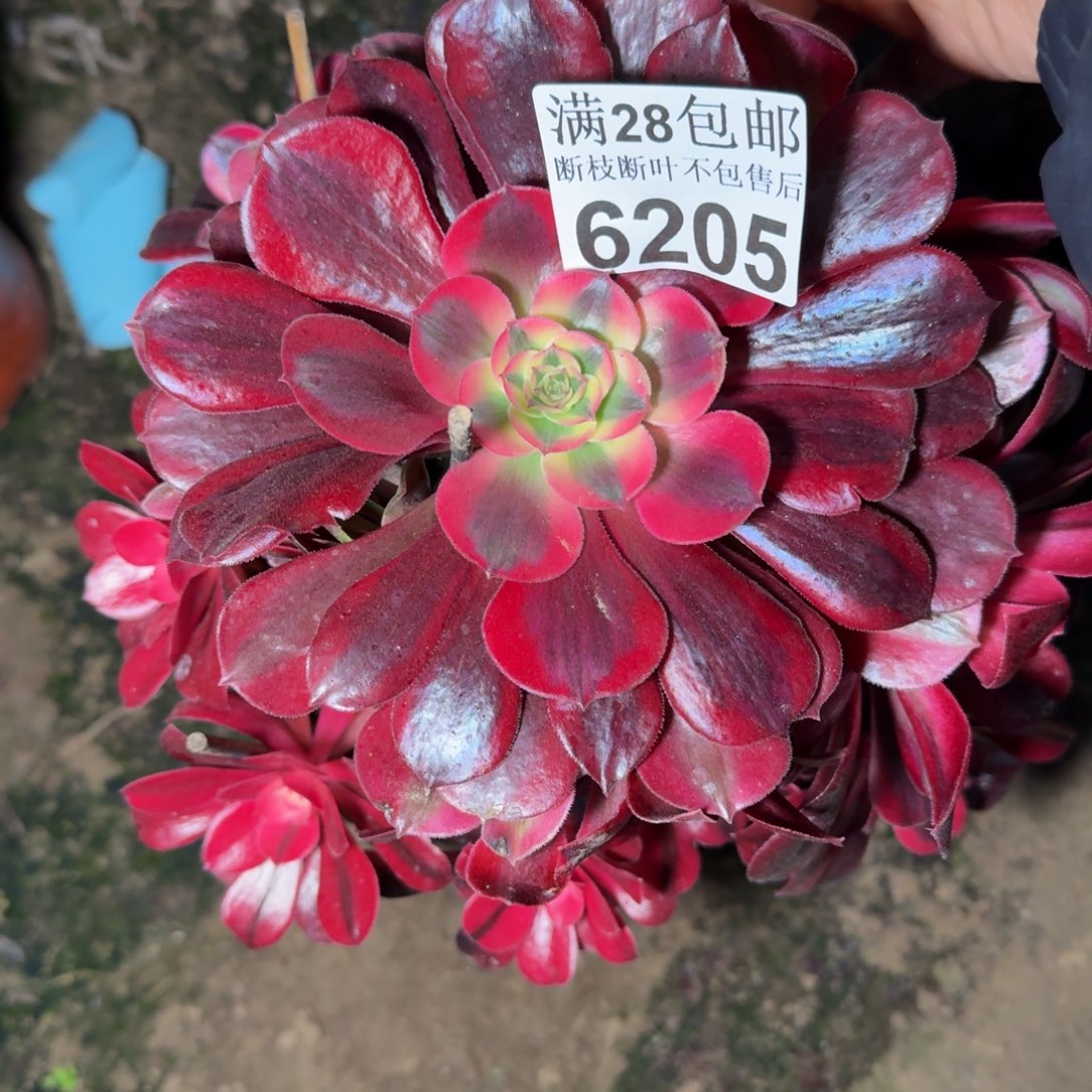 6205美杜莎多肉植物