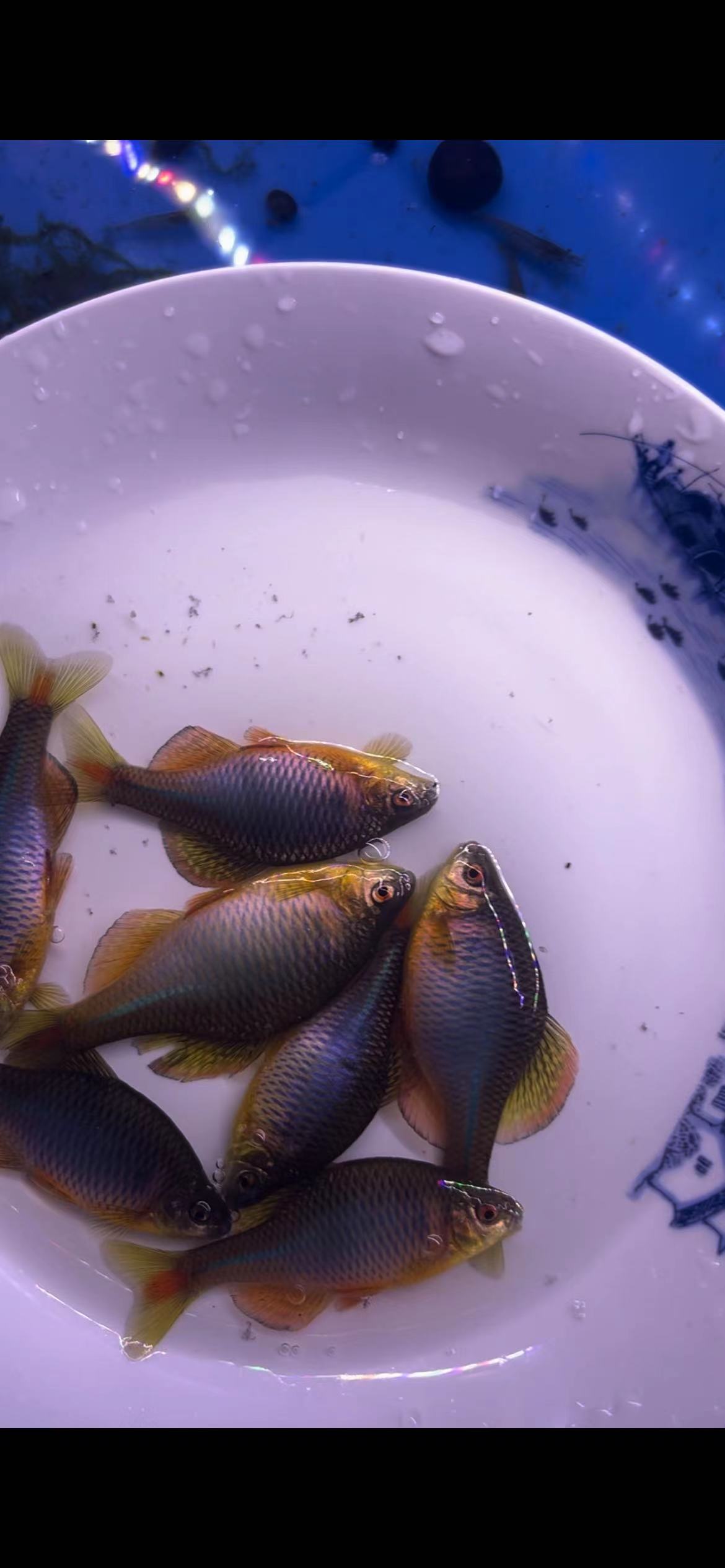 观赏鱼饲料或随机俩条鱼