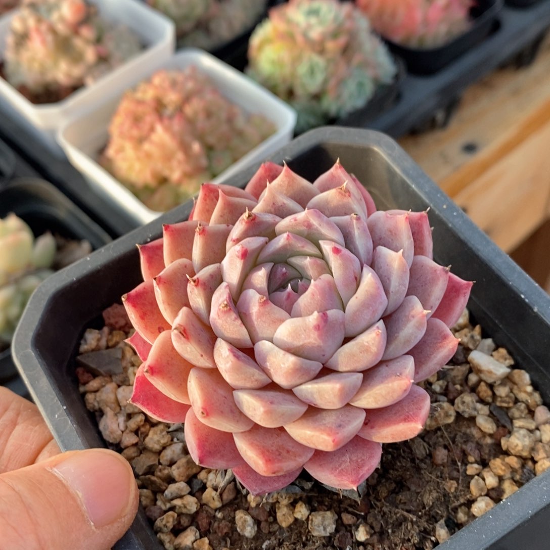 精品多肉一物一拍199