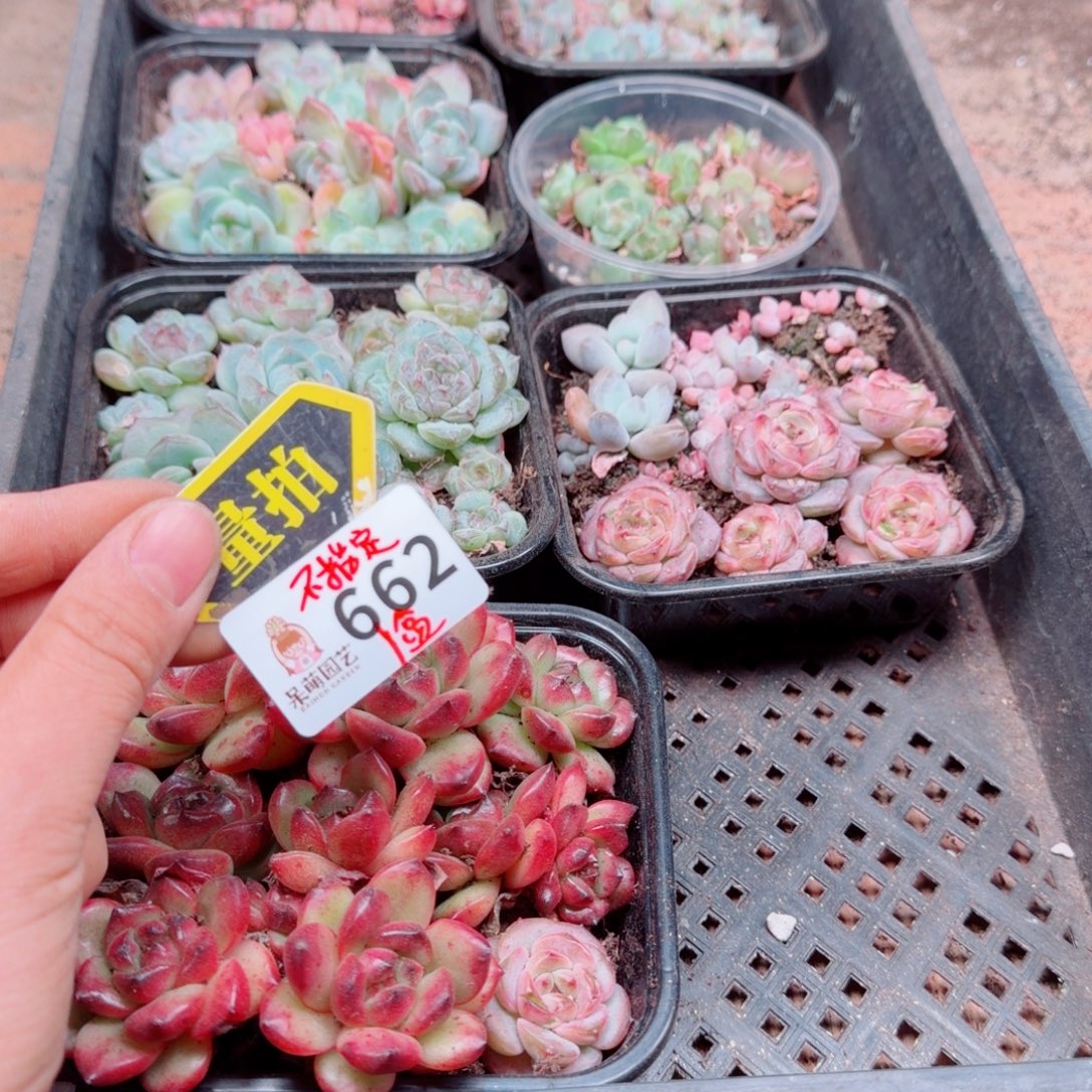 多肉植物多肉植物