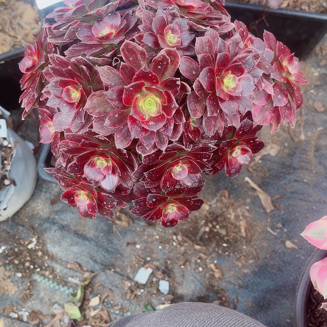 半****u4507安娜多肉植物