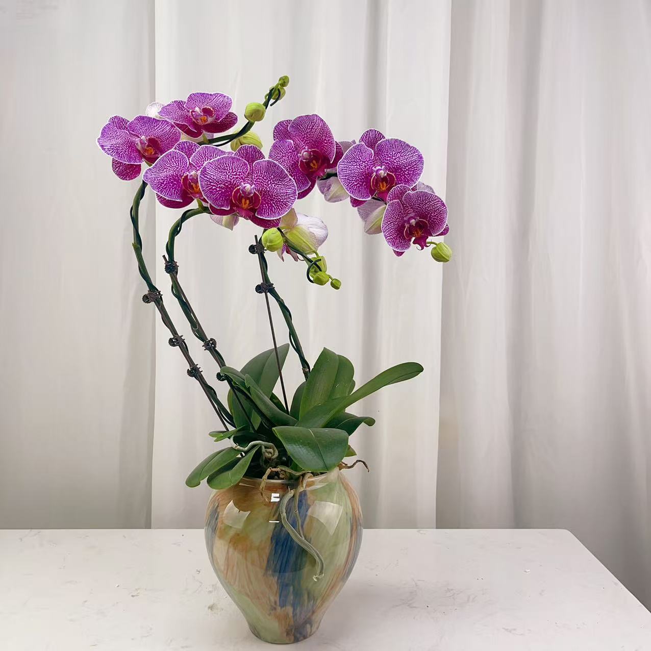 桦艺花卉【法国斑】蝴蝶兰轻 奢 绿植花卉艺术高级盆栽植株好养