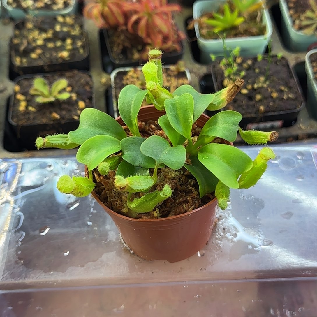 完全开放云雾猪笼草