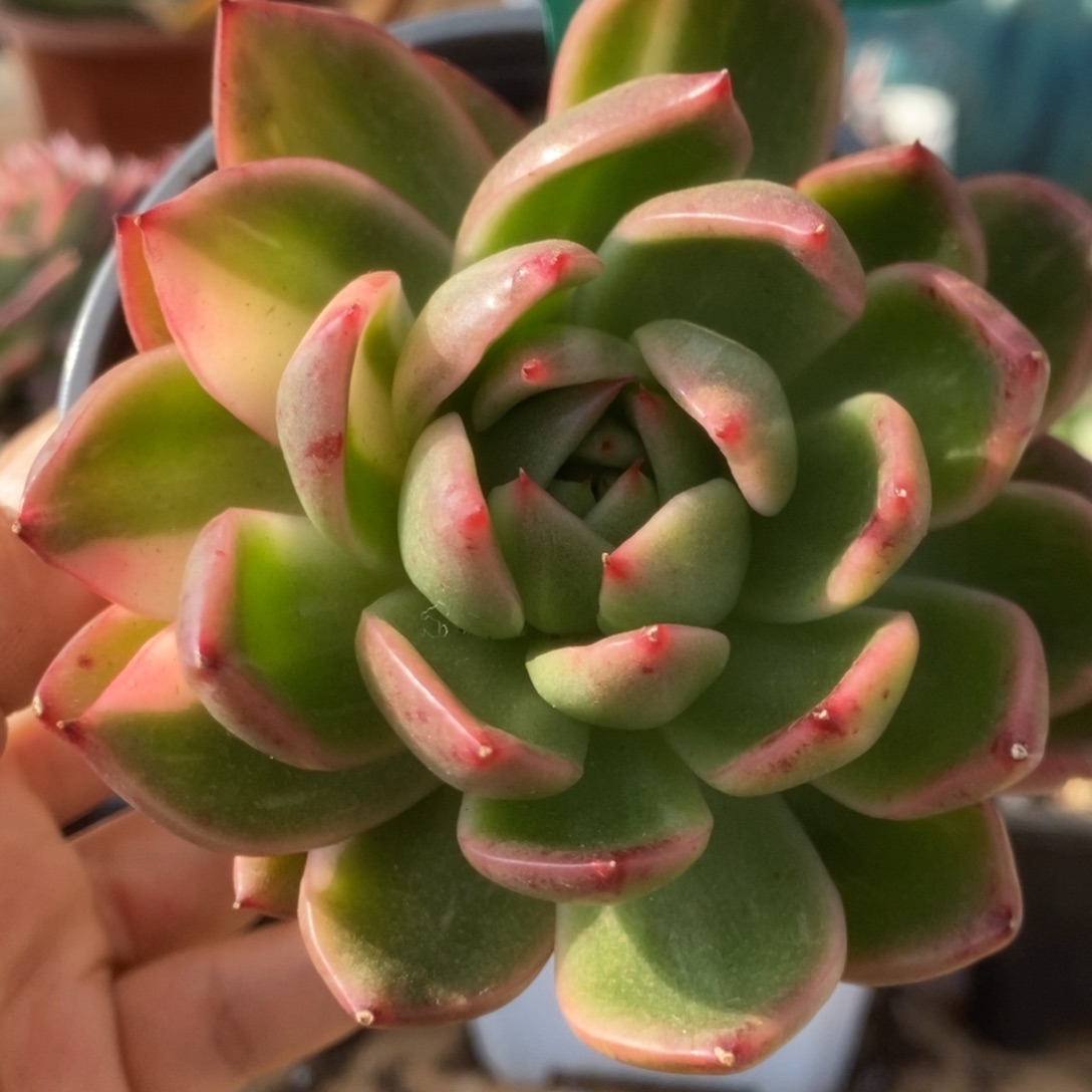 269卡利斯托锦锦锦锦锦