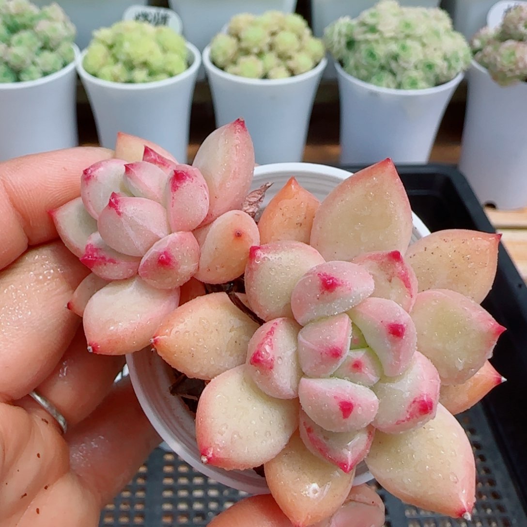 【闪购商品】0414-109