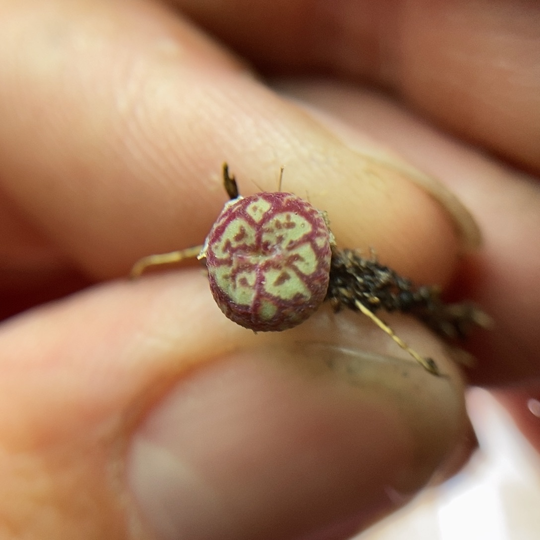 八重墨一颗1.5年包邮