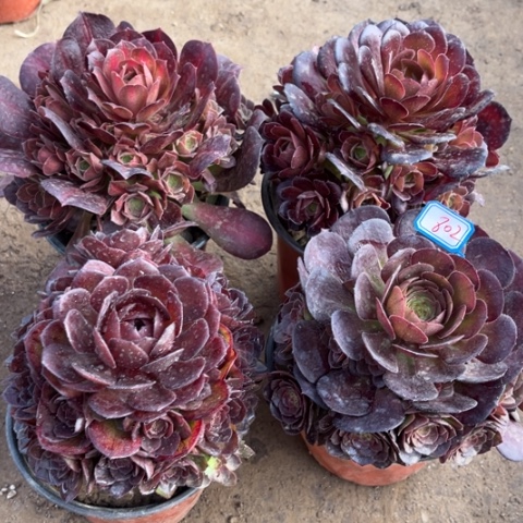 802多肉植物组合