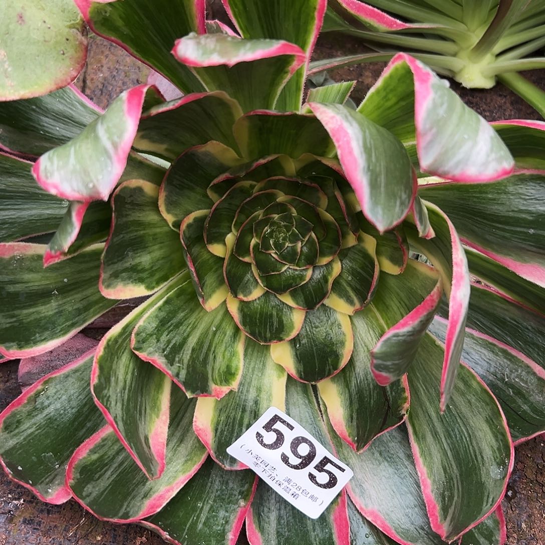 多肉植物595恶魔之眼无根