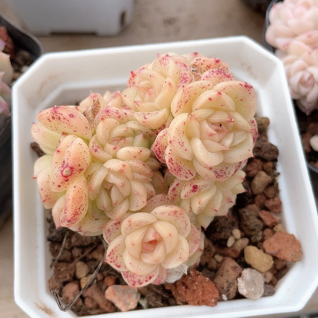 优选桃影麦秆330