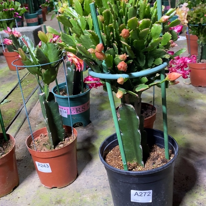 大部分花苞少量开放275嫁接028