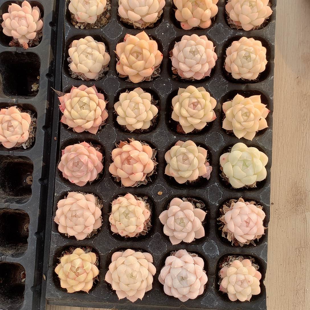 麦秆多肉24颗精选