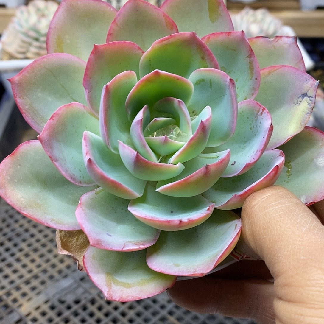 19140 霓虹灯多肉