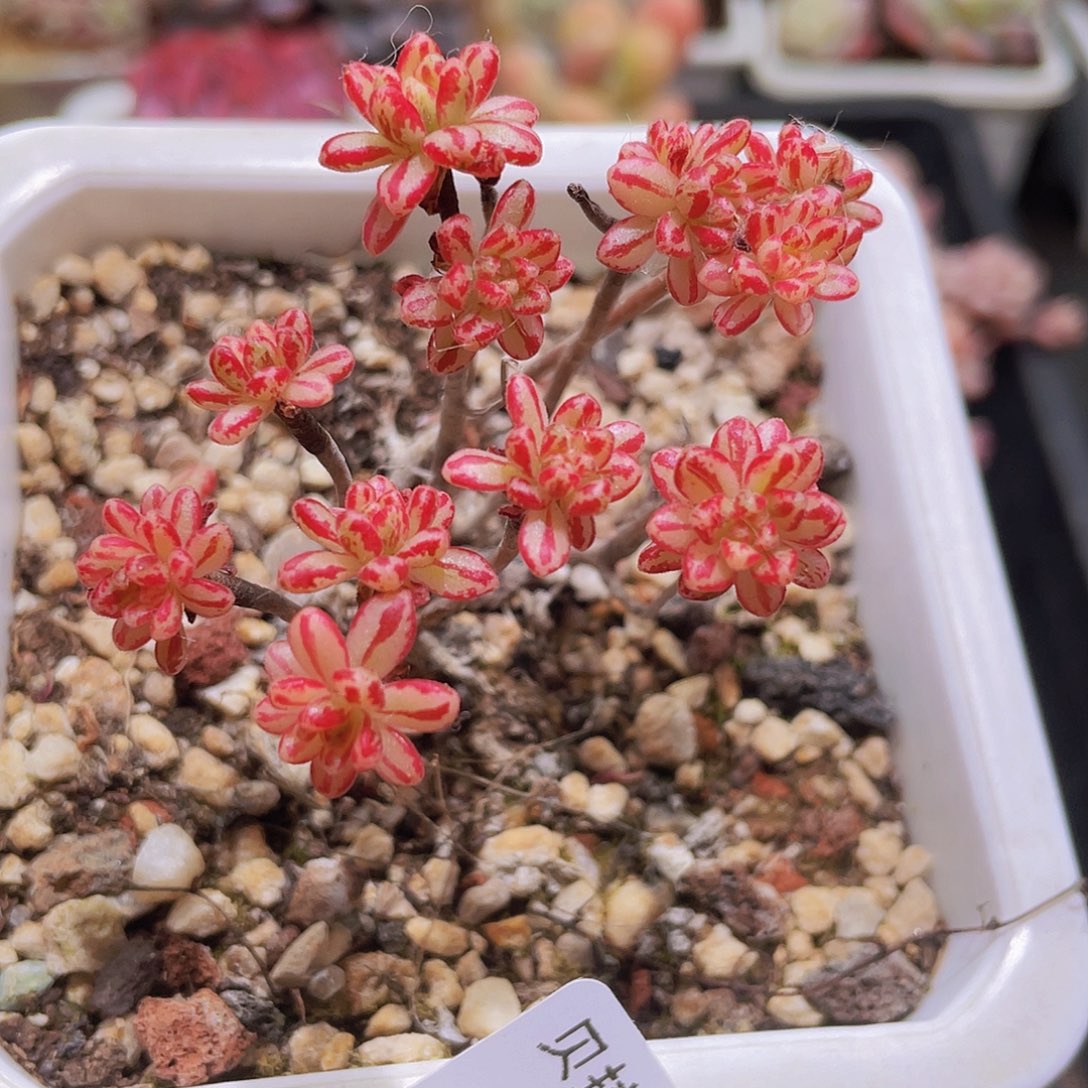 34 精品多肉一物一拍