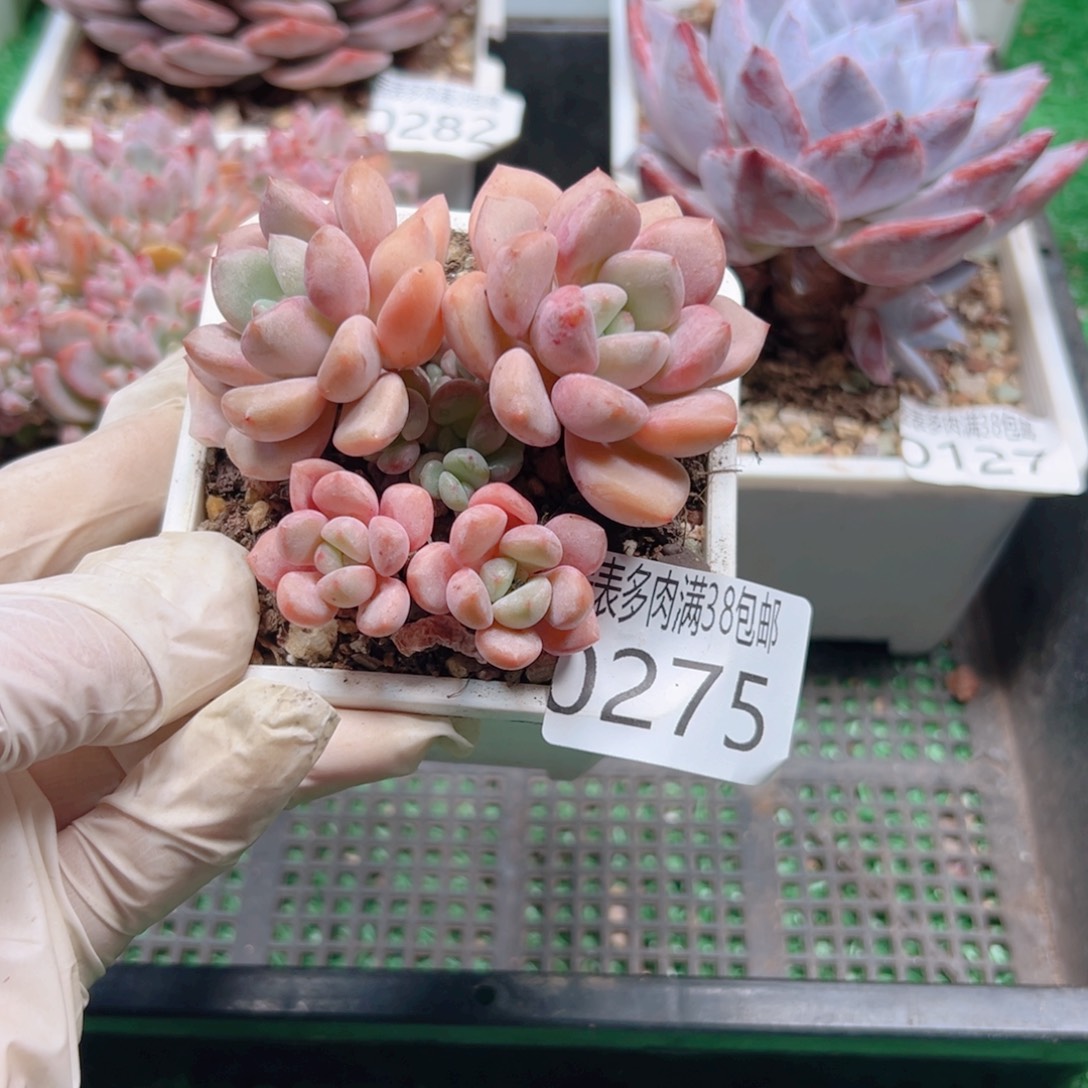 多肉一物一拍植物0275