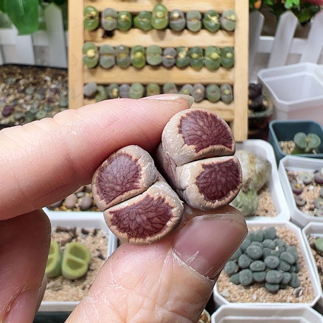 菊纹章一颗包邮………