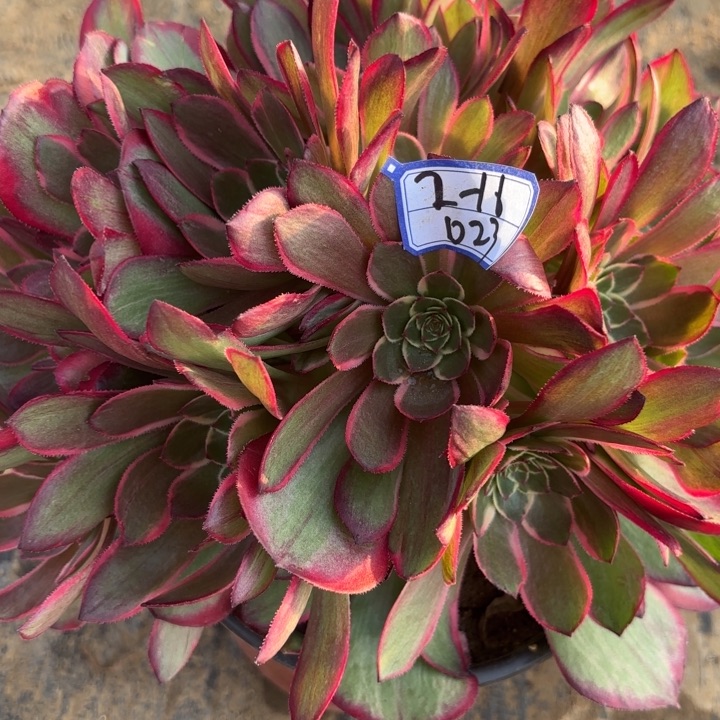 粉花妖丛林断枝不包23