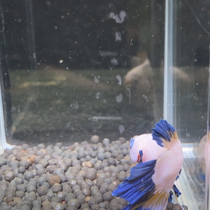 斗鱼泰国斗鱼123号