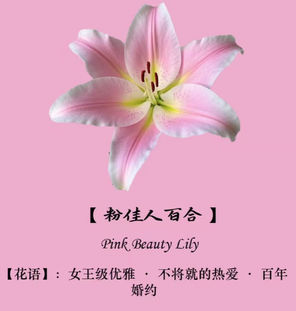 【粉贵妃】粉色百合
