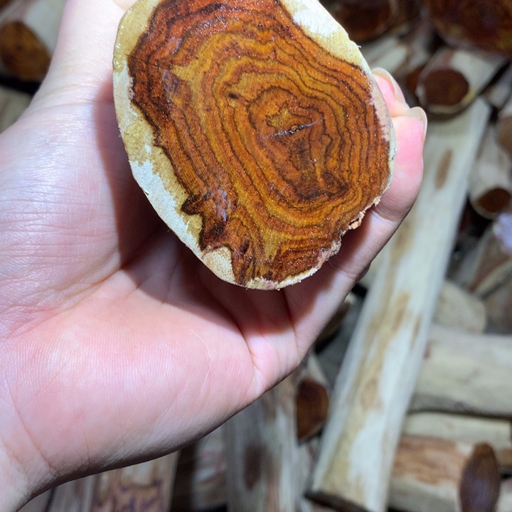 花梨木类海南黄花梨